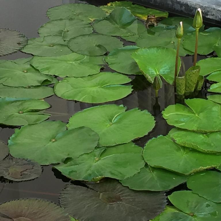 The Home Chiangmai Luxury Guesthouse 치앙마이 외부 사진
